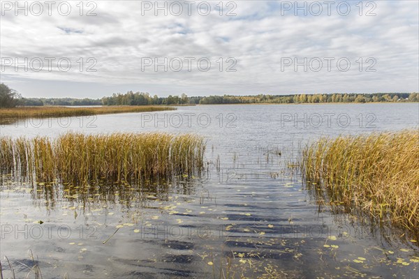 Beautiful lake with ornamental grasses and cloudy sky in autumn. Natural landscape