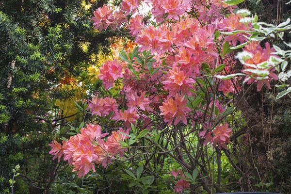 Decorative trees. shrubs and flowers in the garden: rhododendron, ferns, orchids. Beautiful