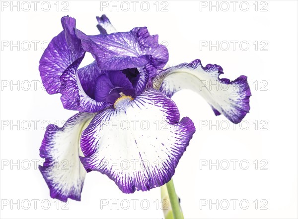 Beautiful multicolored iris flower isolated in white. Close up