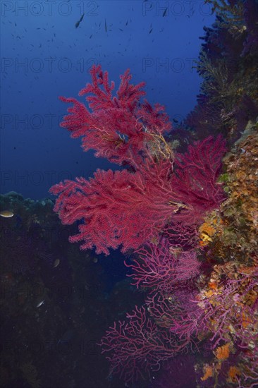 Violescent sea-whip (Paramuricea clavata), dive site peninsula Giens near Hyères, Mediterranean