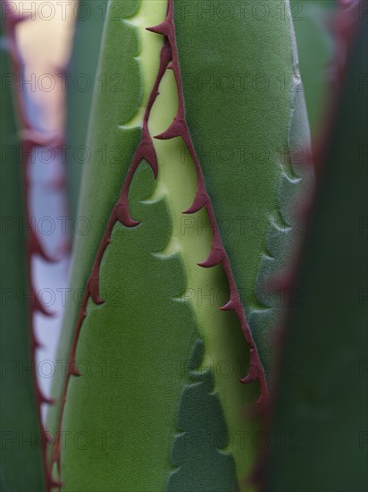 Macro photograph of a Ghiesbreght's Agave (Agave ghiesbreghtii)