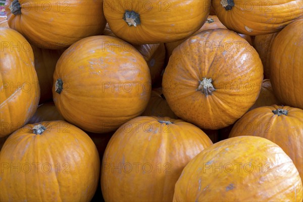 Pumpkins at a weekly market market, full-size, Rhineland-Palatinate, Germany, Europe