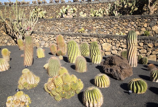 Cactus plants inside Jardin de Cactus designed by César Manrique, Guatiza, Lanzarote, Canary