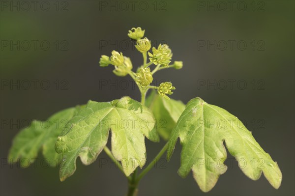 Field maple (Acer campestre), leaves and flowers in spring, North Rhine-Westphalia, Germany, Europe