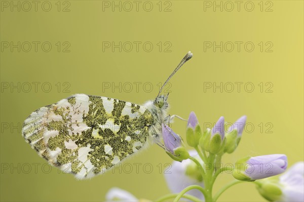 Orange tip (Anthocharis cardamines), male on inflorescence of cuckoo flower (Cardamine pratensis),