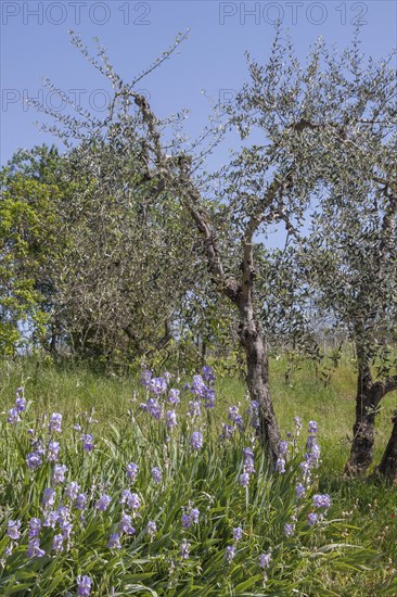 Irises in front of olive trees, Tuscany, Italy, Europe