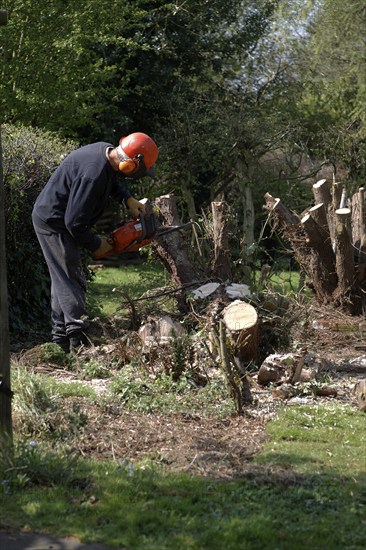 Man using chainsaw to cut down tree stump