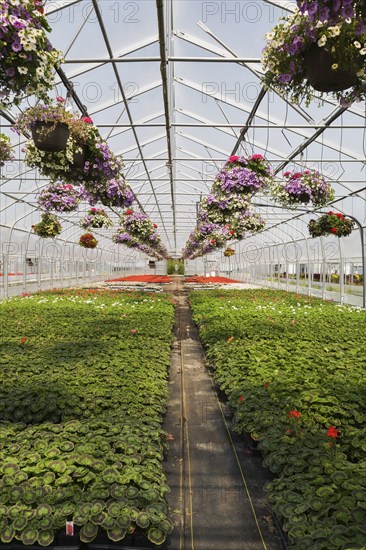 Rows of mauve Petunias in hanging baskets plus red flowering Pelargonium 'Eric Hoskins', Geranium