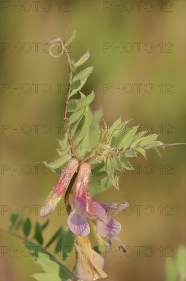 Narrow-leaved vetch (Vicia angustifolia), flowers, Provence, southern France