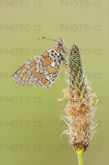 Plantain fritillary (Melitaea cinxia) with dewdrops on ribwort plantain (Plantago lanceolata),
