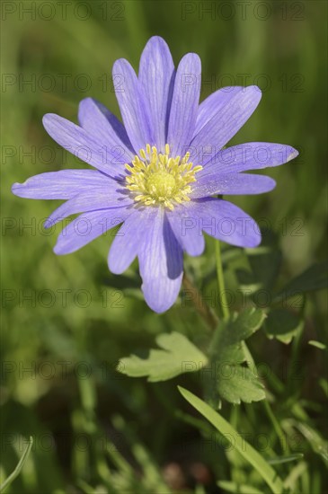 Blue anemone (Anemone apennina), flower, garden plant, North Rhine-Westphalia, Germany, Europe