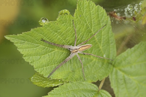 Nursery web spider (Pisaura mirabilis), female, North Rhine-Westphalia, Germany, Europe