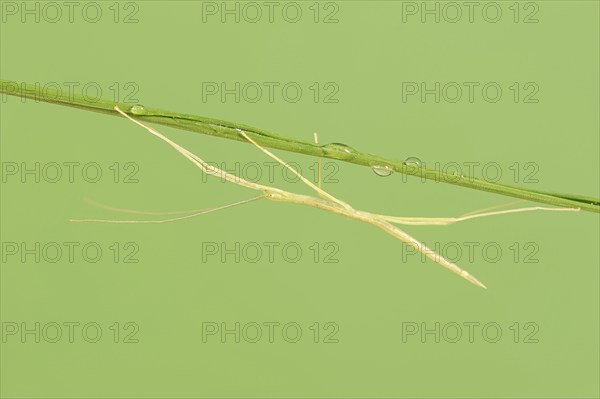 Pink Winged Stick Insect or Winged Stick Insect (Sipyloidea chlorotica, Sipyloidea sipylus), nymph,