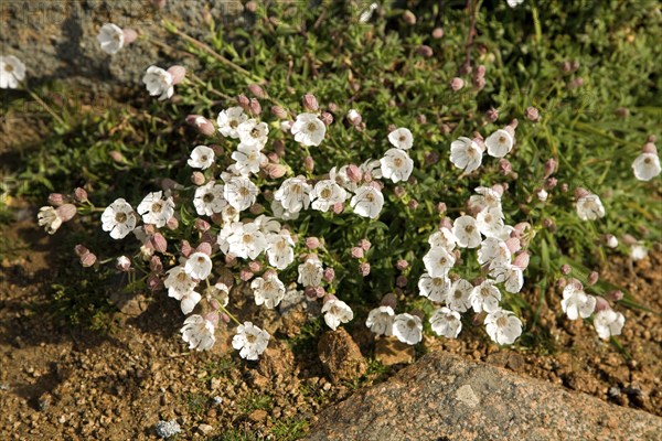 Sea campion, Silene uniflora, Island of Herm, Channel Islands, Great Britain