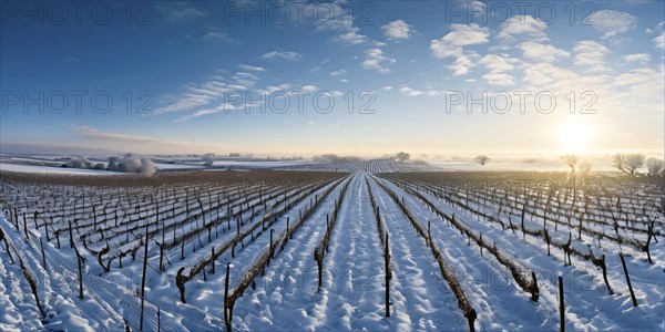 AI generated aerial view of winter in the vineyard with snow blankets dormant vines and ambient