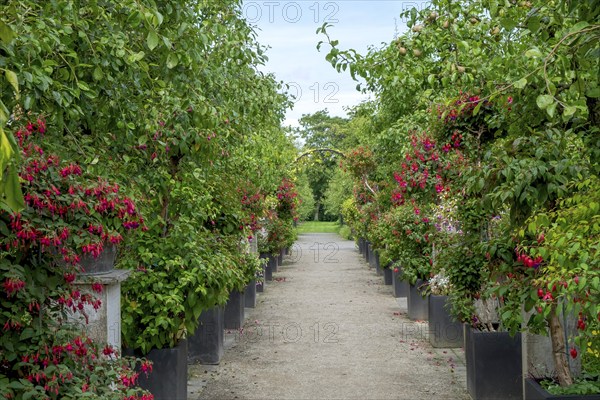 Fuchsia Show District Educational Garden, Burgsteinfurt, Steinfurt, Münsterland, North