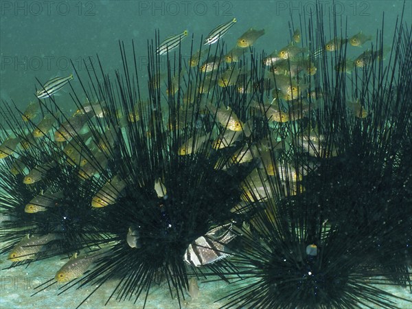 A group of bannerfin cardinalfish (Ostorhinchus hoevenii) swimming between the long spines of