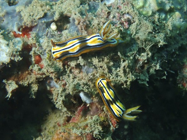 Two striped nudibranchs, Coleman's starfish (Chromodoris colemani), on a coral reef. Dive site