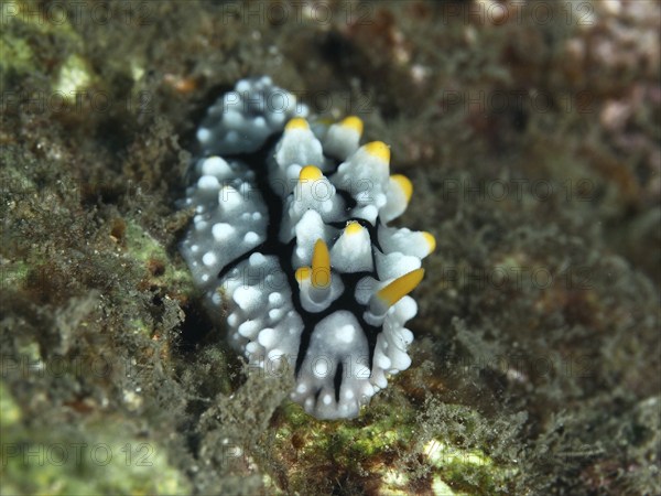 A small, white nudibranch with yellow tips, Yellow wart slug (Phyllidia varicosa), rests on the