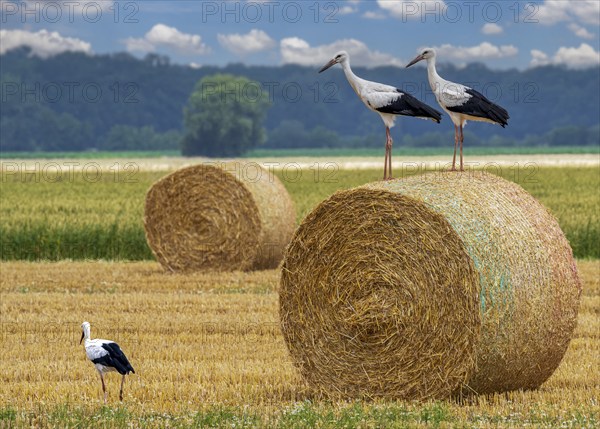Storks on field with straw bales Stadthagen Nordsehl Germany
