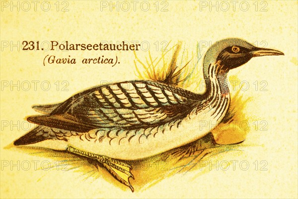 Arctic loon or black-throated loon (Gavia arctica), Arctic habitat, cold zones, world of birds,