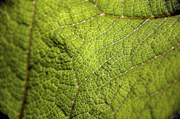 Gunnera leaf, Gunneratinctoria, Chile, South America