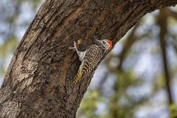 Golden-tailed woodpecker (Campethera abingoni) on a tree trunk, Etosha National Park, Namibia,