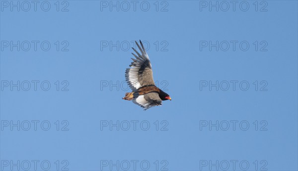Bateleur (Terathopius ecaudatus), adult, in flight against a blue sky, Etosha National Park,