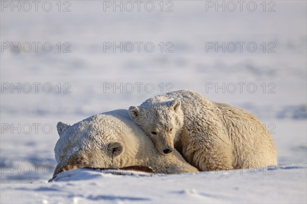 Polar bears (Ursus maritimus), polar bear mother and young sleeping in the snow, Kaktovik, Arctic