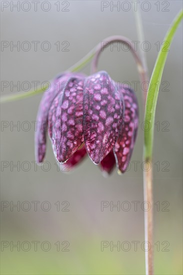 Snake's head fritillary (Fritillaria meleagris), Emsland, Lower Saxony, Germany, Europe