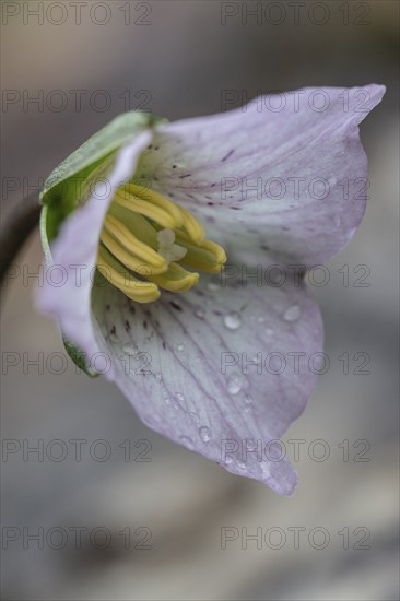 Pseudotrillium (Trillium rivale), Emsland, Lower Saxony, Germany, Europe