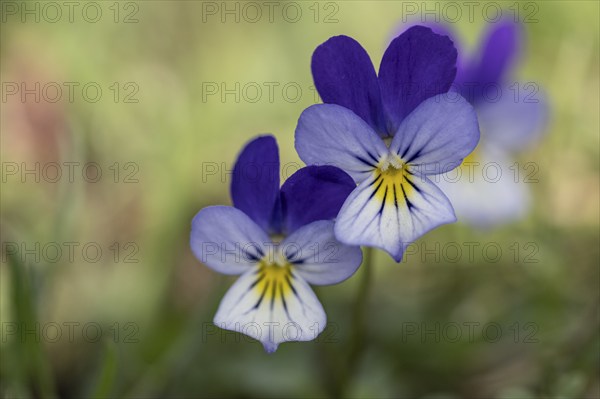Heartsease (Viola tricolor), Emsland, Lower Saxony, Germany, Europe