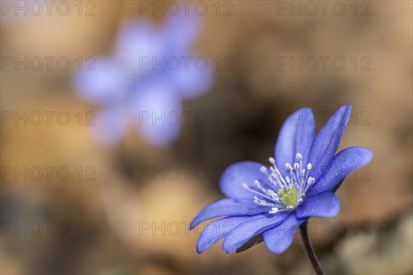 Liverwort (Hepatica nobilis), North Rhine-Westphalia, Germany, Europe