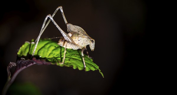 Sickle-winged grasshopper (Phaneroptera) sitting on a leaf, at night in the tropical rainforest,