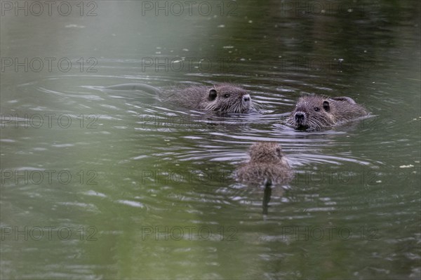 Nutrias (Myocastor coypus), Baden-Württemberg, Germany, Europe