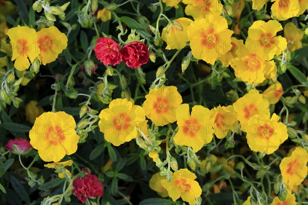 Rock-rose (Helianthemum), flowering, flower, yellow, red, Elllerstadt, Germany, Europe