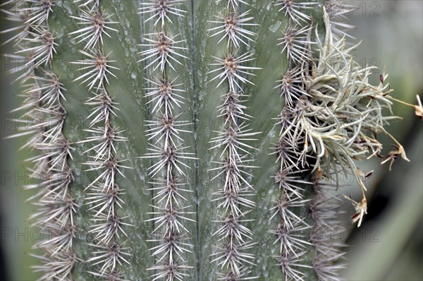 Pachycereus pringlei, Mexico, Central America
