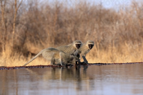 Vervet Monkey (Chlorocebus pygerythrus), adult, three animals, group, drinking, at the water,