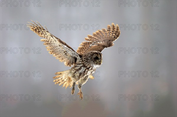 Tawny Owl (Strix aluco), adult flying in winter, Zdarske Vrchy, Bohemian-Moravian Highlands, Czech