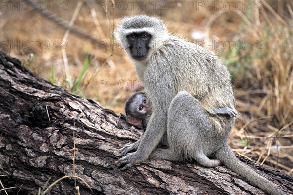 Vervet Monkey (Chlorocebus pygerythrus), adult, female, kitten, tree, Kruger National Park, Kruger