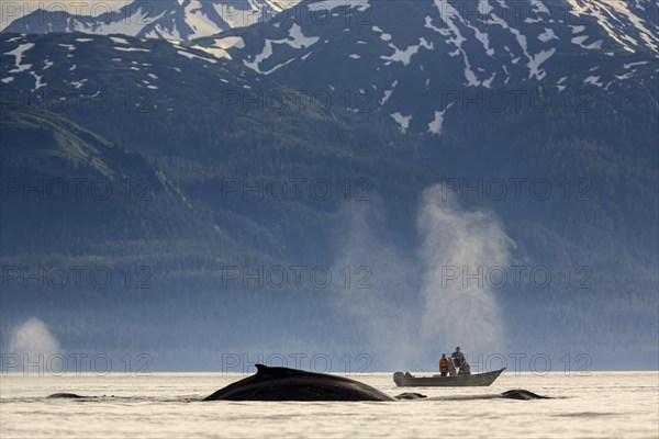 Humpback whale (Megaptera novaeangliae), diving in the sea in front of a small boat, tourists,
