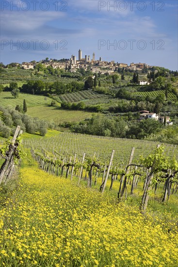 San Gimignano, Tuscany, Italy, Europe