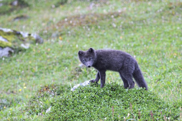 Young Arctic fox (Vulpes lagopus), Hornbjarg, Hornstrandir, Westfjords, Iceland, Europe