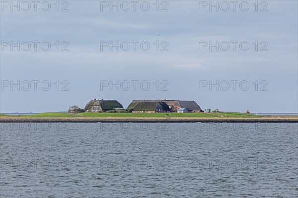 Hallig Gröde, North Frisia, Schleswig-Holstein, Germany, Europe