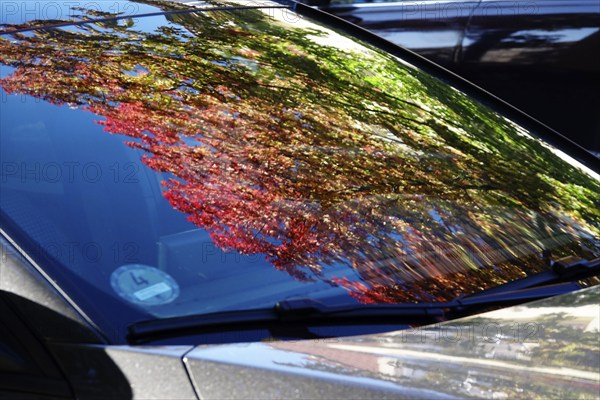 Trees with autumn colours reflected in a windscreen, October, Germany, Europe