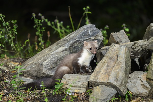 Beech marten (Martes foina) wildlife in a forest, Montseny National Park, Catalonia, Spain, Europe