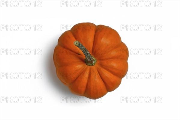 Bright orange Jack be Little pumpkin on white background