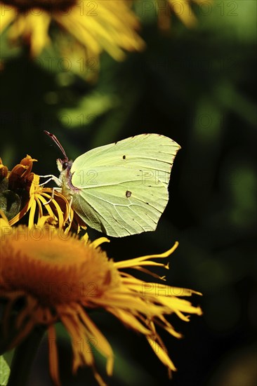 Lemon butterfly (Gonepteryx rhamny) on a yellow flower of a Great Telekie (Telekia speciosa), in