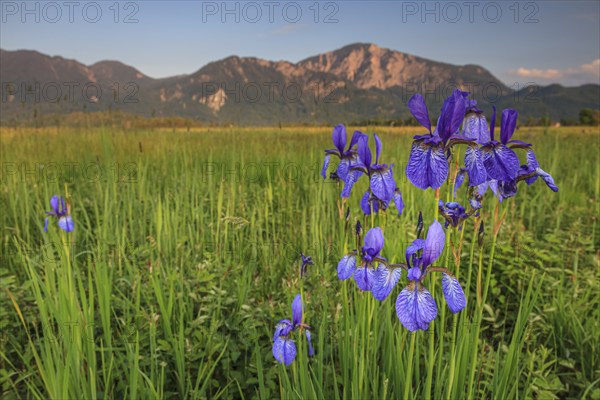 Irises, flowers, evening light, mood, spring, Loisach-Lake Kochel moor, view of Herzogstand,