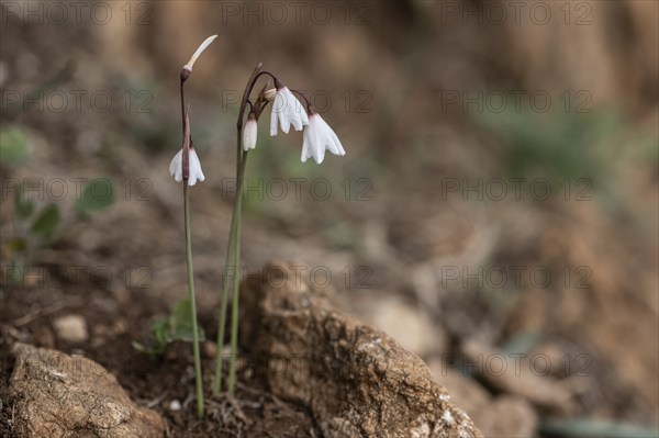 Autumn knot flower (Acis autumnalis), Sicily, Italy, Europe